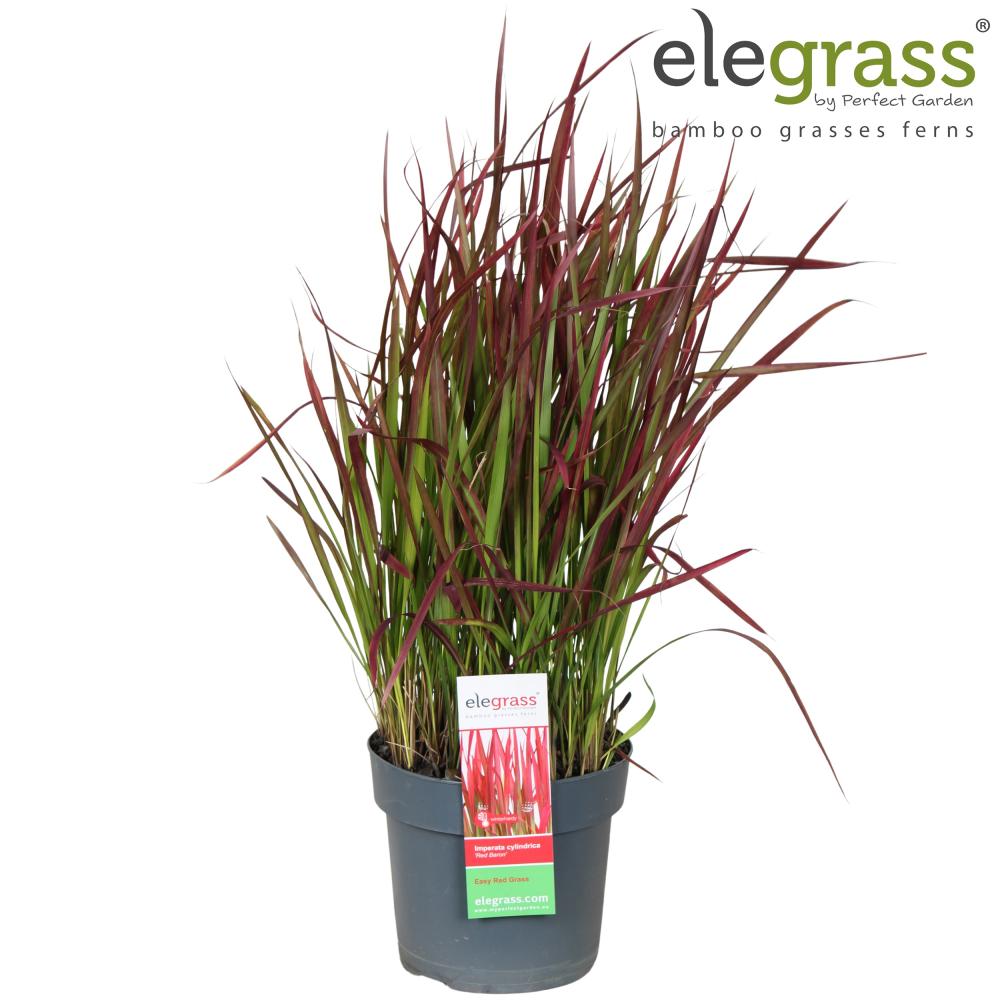 imperata