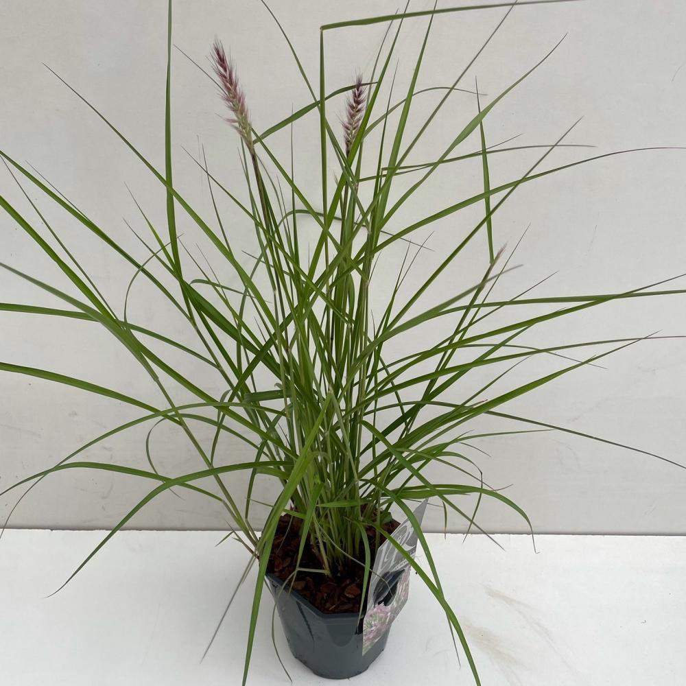 pennisetum