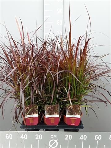 pennisetum