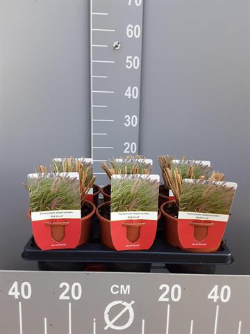 pennisetum