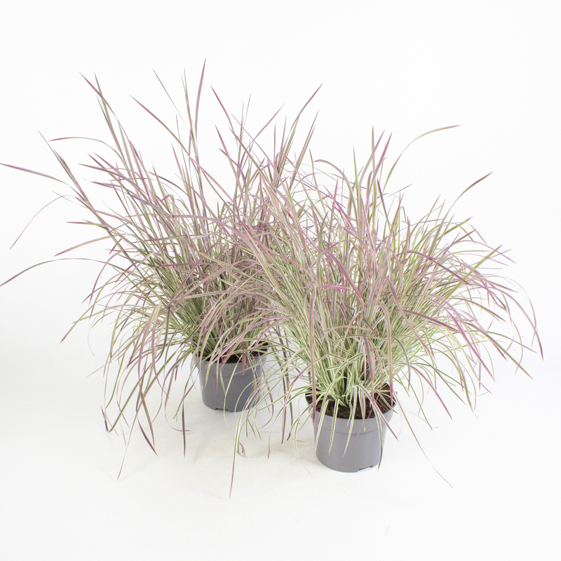 Schizachyrium scoparium chameleon
