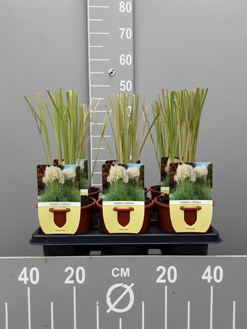 Cortaderia