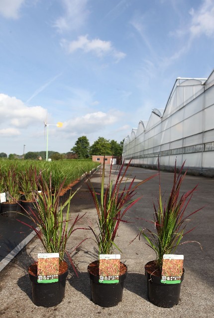 imperata