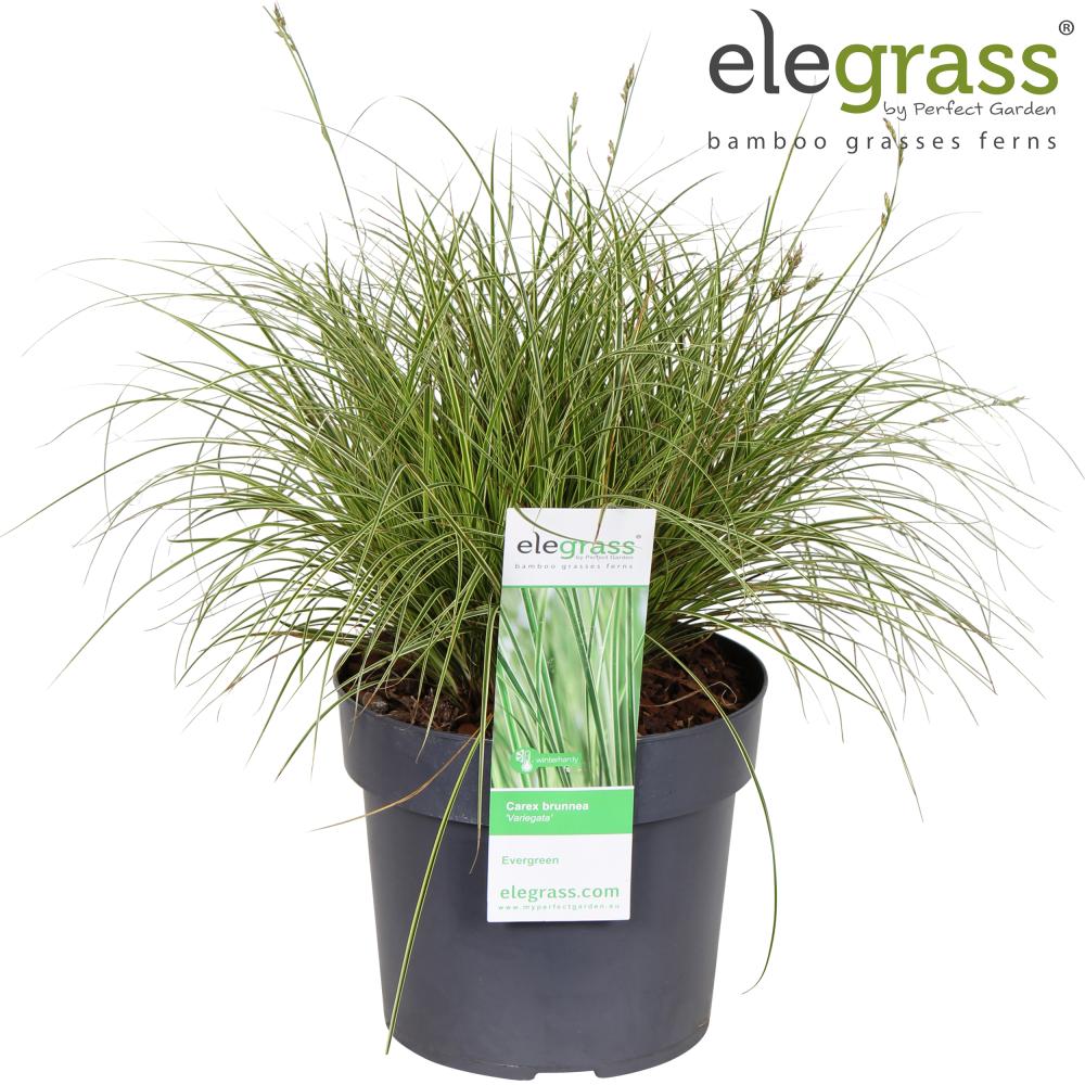 carex