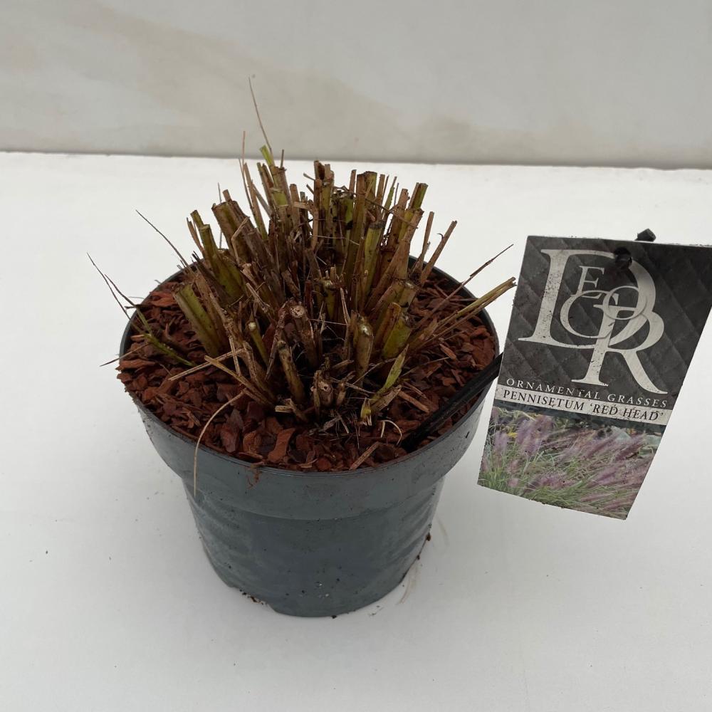 pennisetum