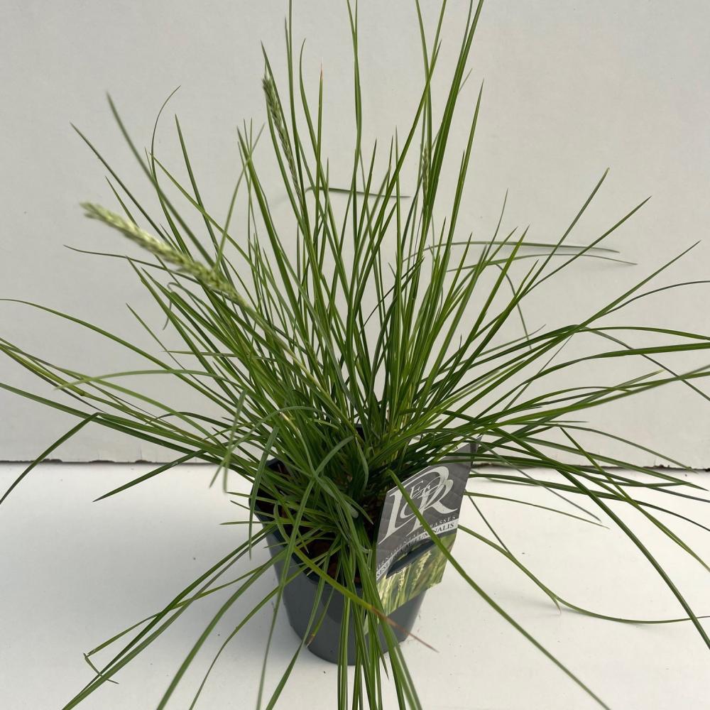 Sesleria