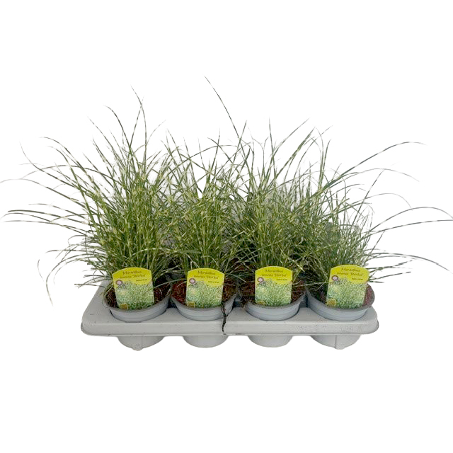 Miscanthus sinensis little tiger
