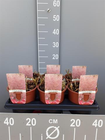 Eragrostis