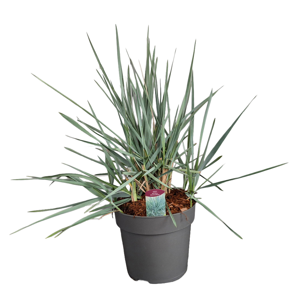 Leymus arenarius blue düne