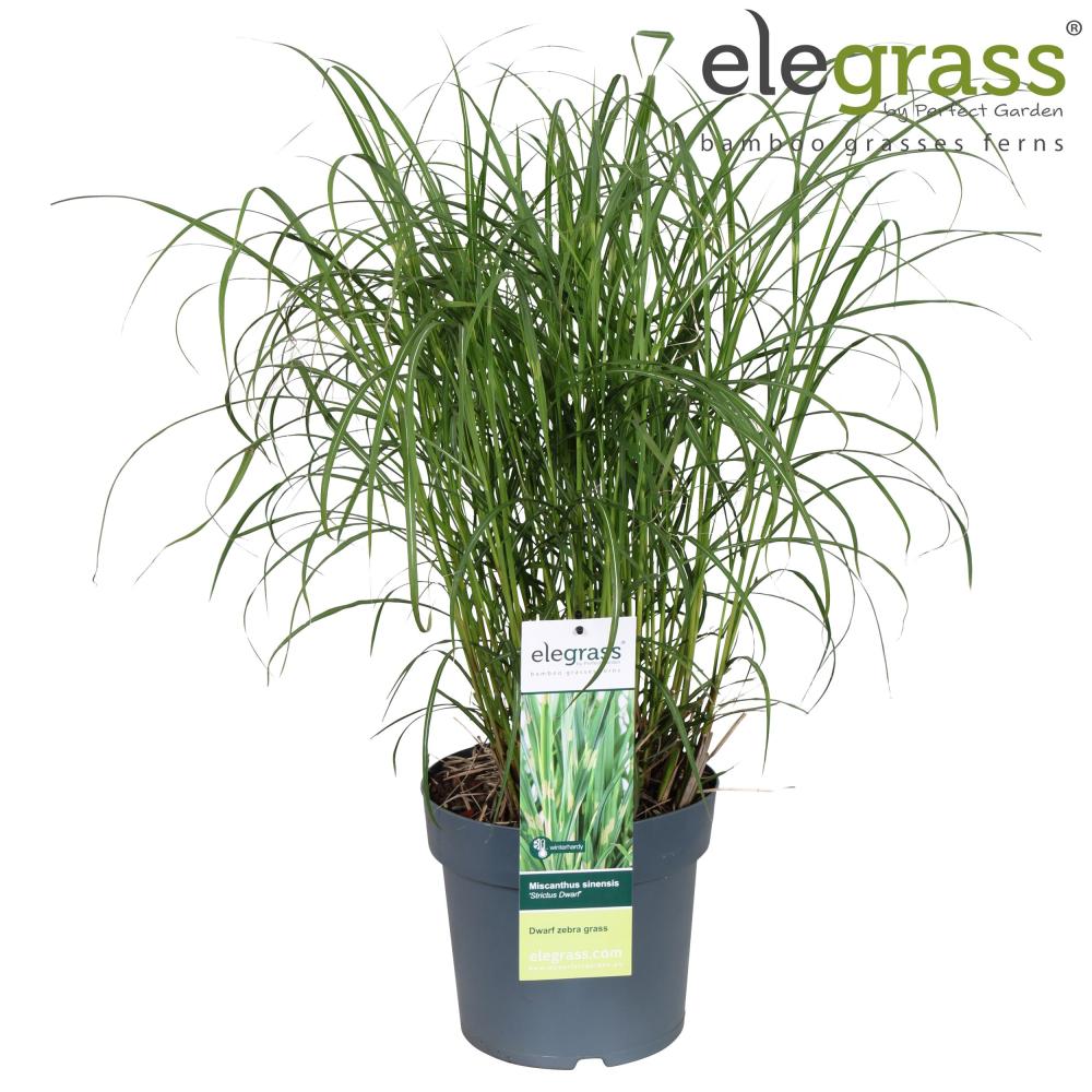 miscanthus