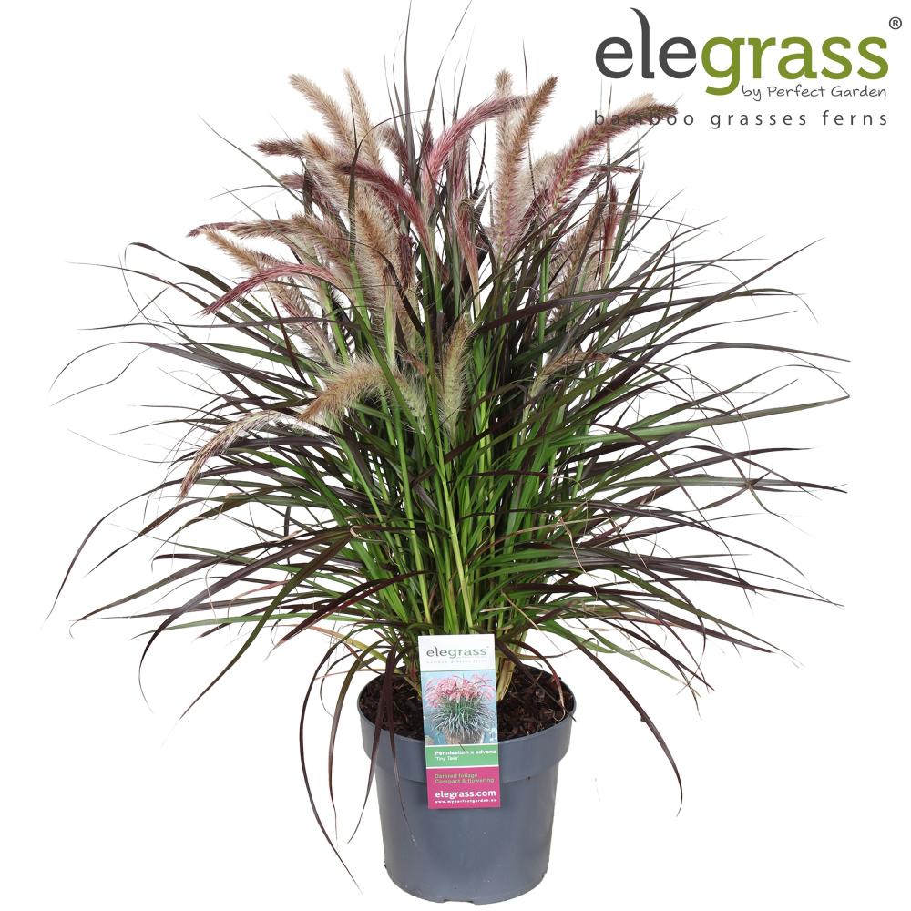 pennisetum