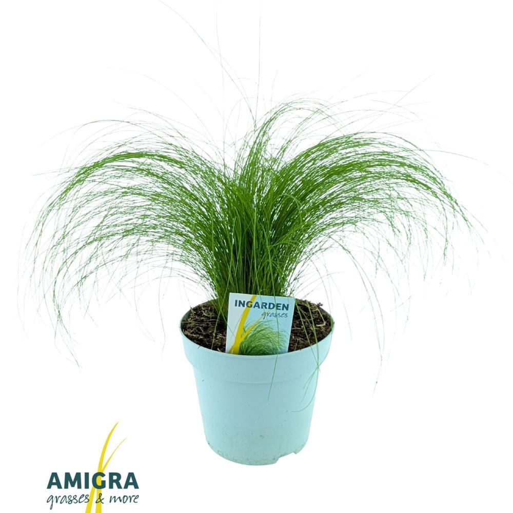 stipa