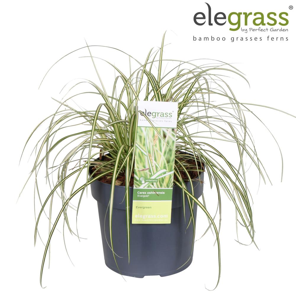 carex