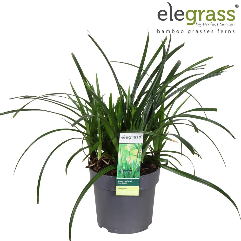 carex