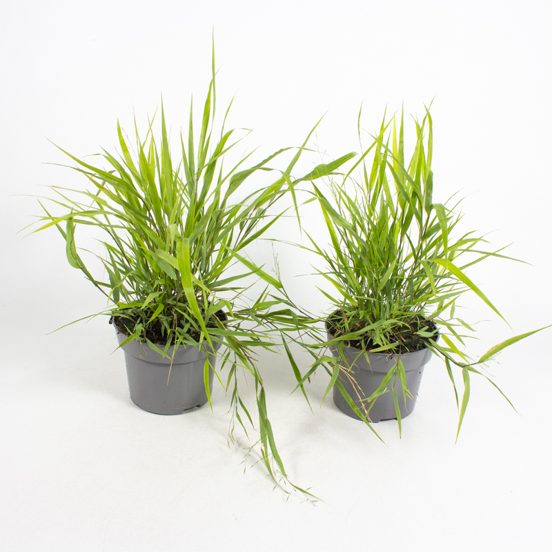 Hakonechloa macra