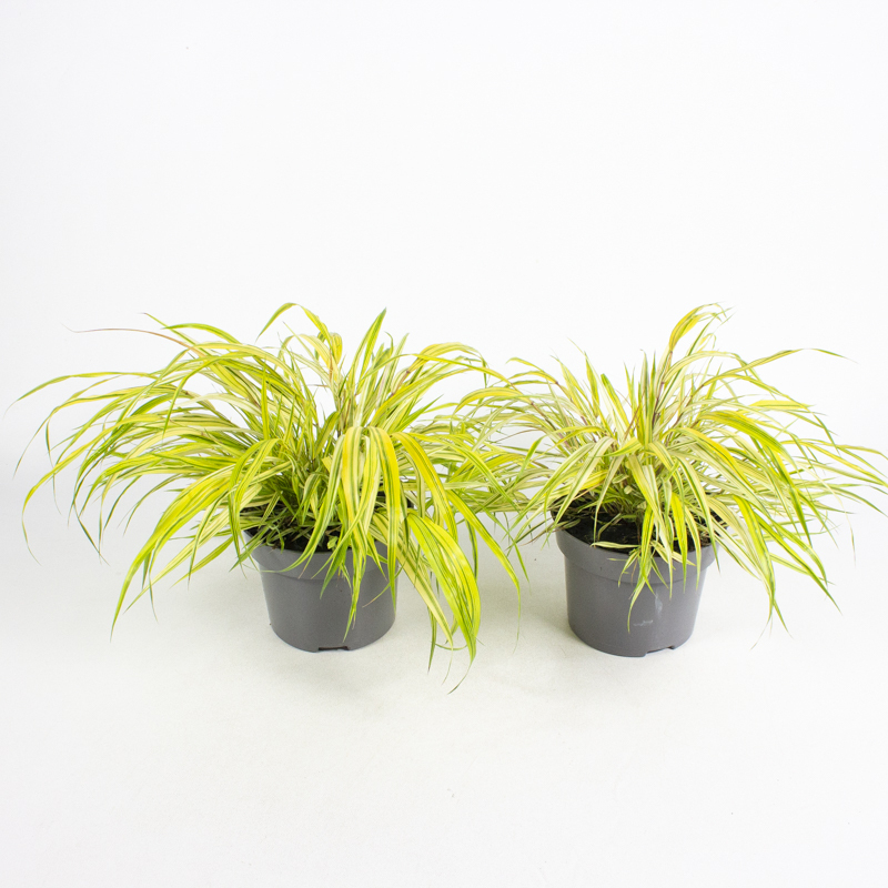Hakonechloa macra aureola