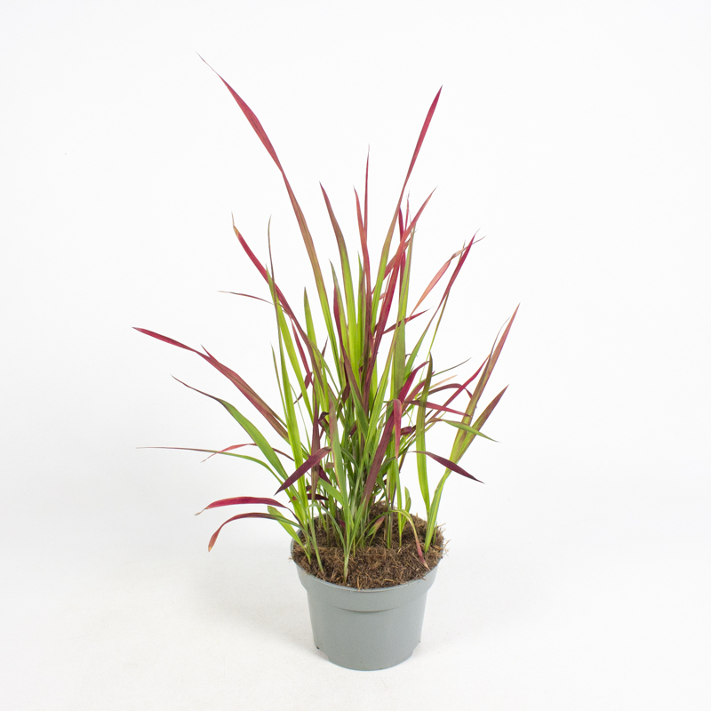 imperata cylindrica red baron