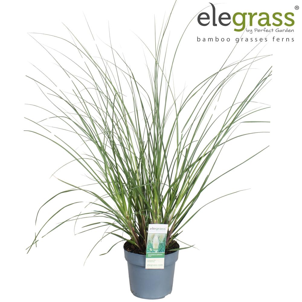 cortaderia