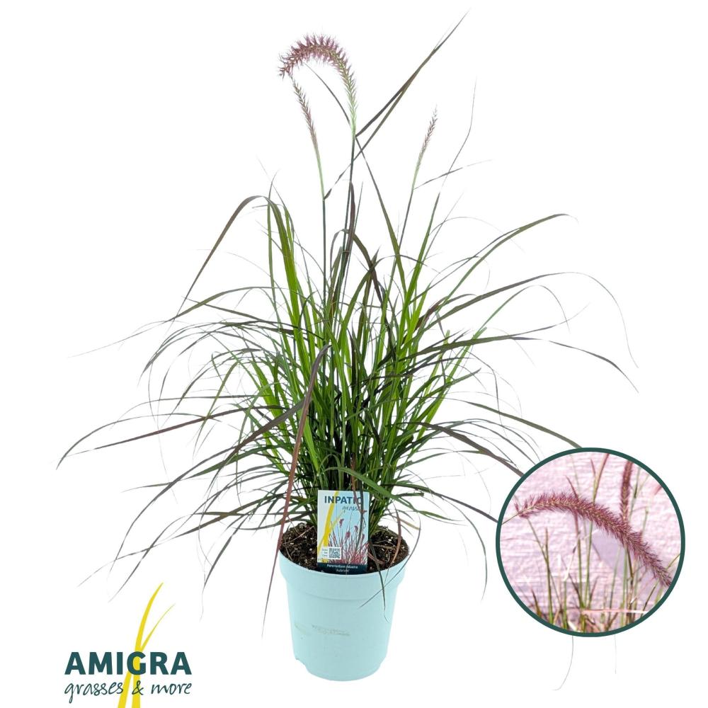pennisetum