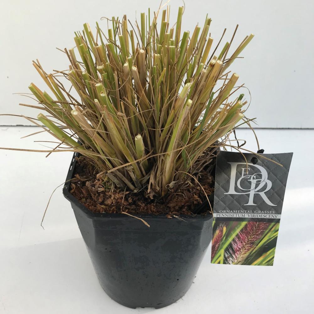 pennisetum