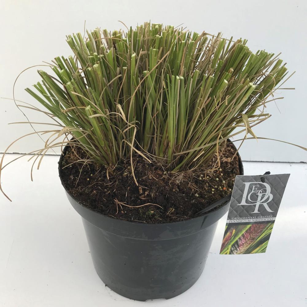 pennisetum