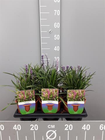 liriope