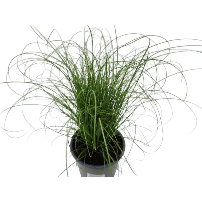 Carex comans mint curls