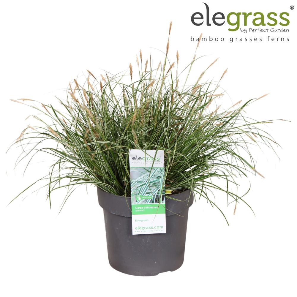 carex