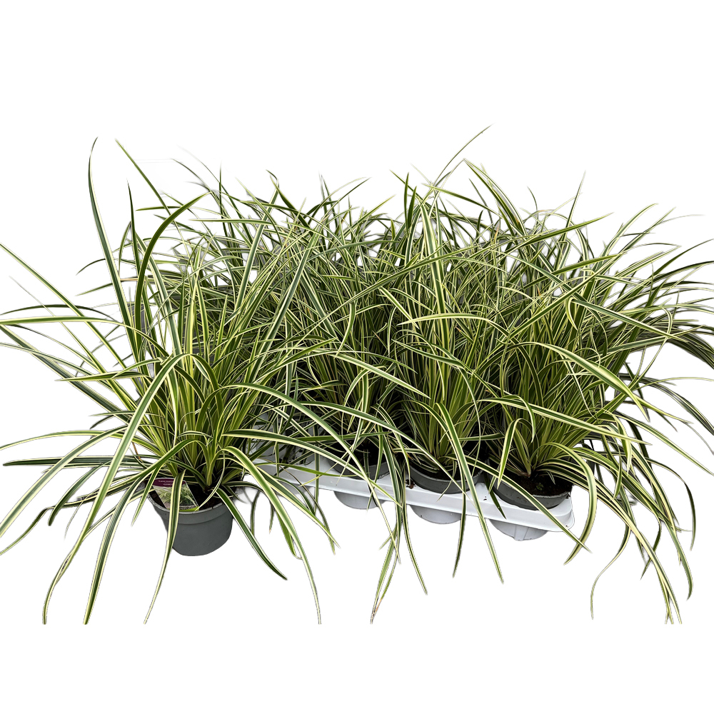 Carex morrowii goldband
