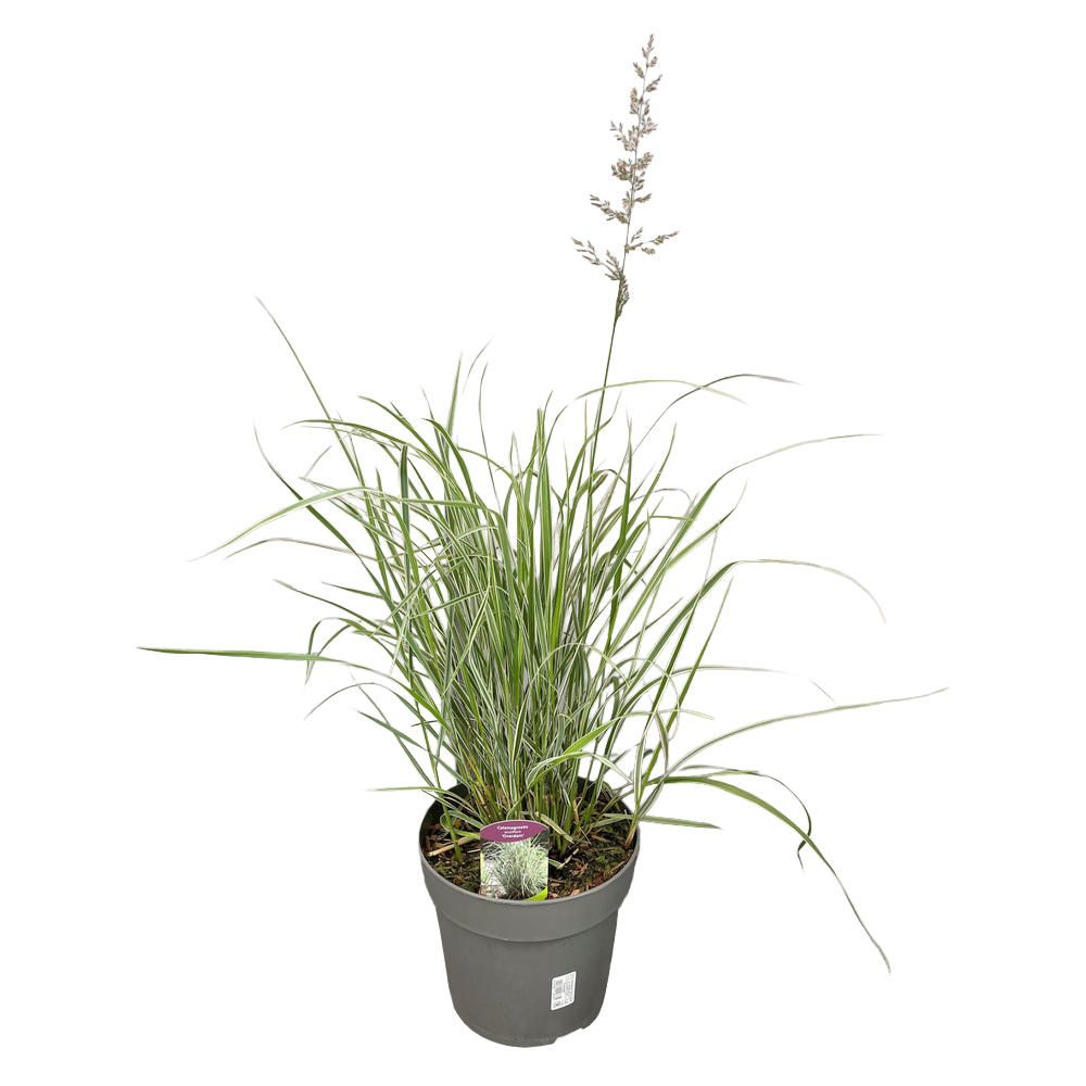 calamagrostis x acutifolia overdam