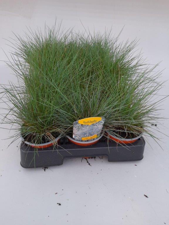 festuca