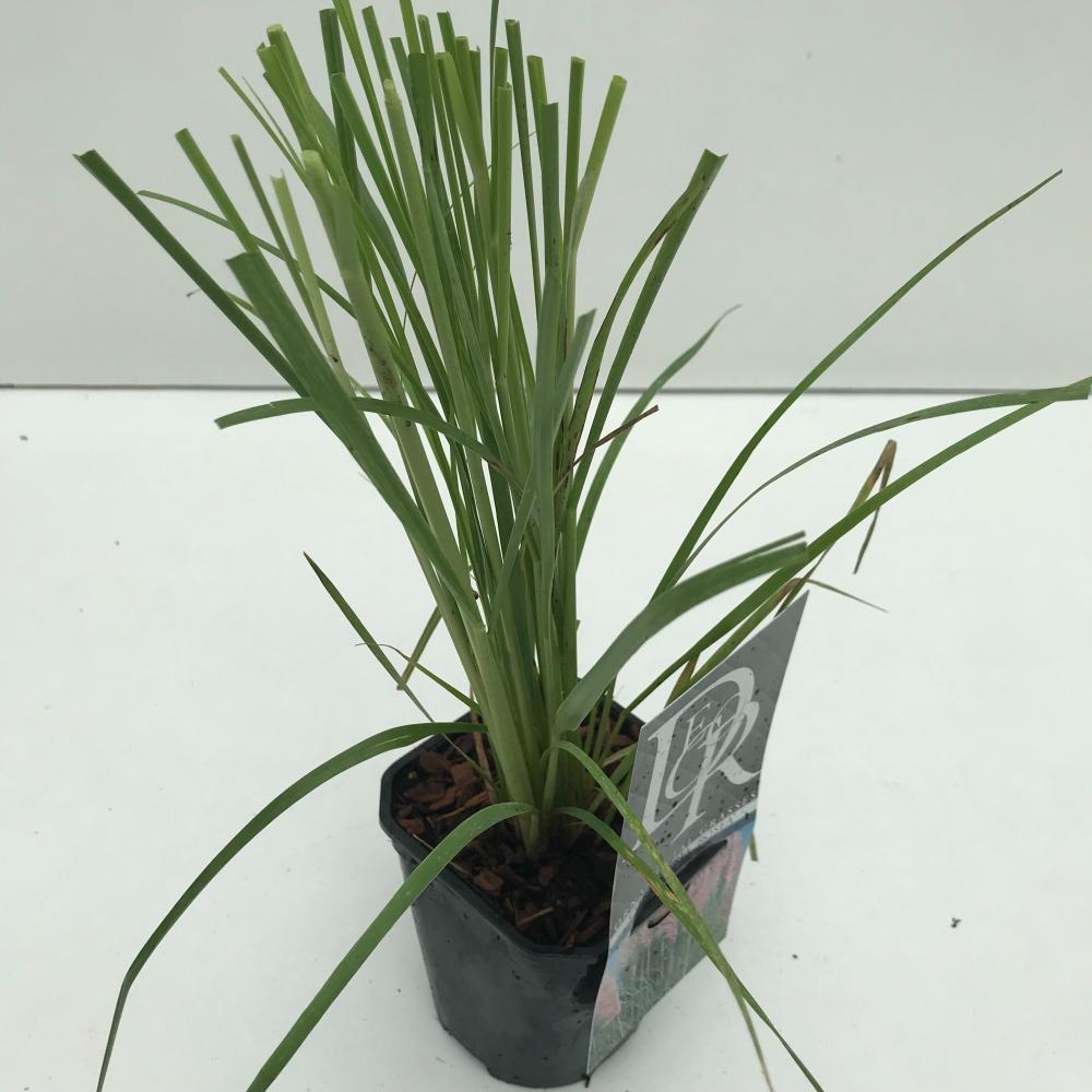 cortaderia