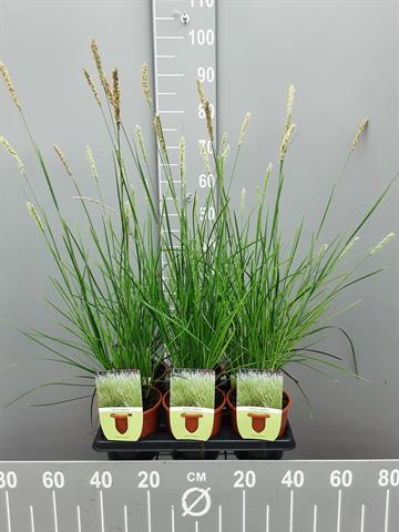 Sesleria