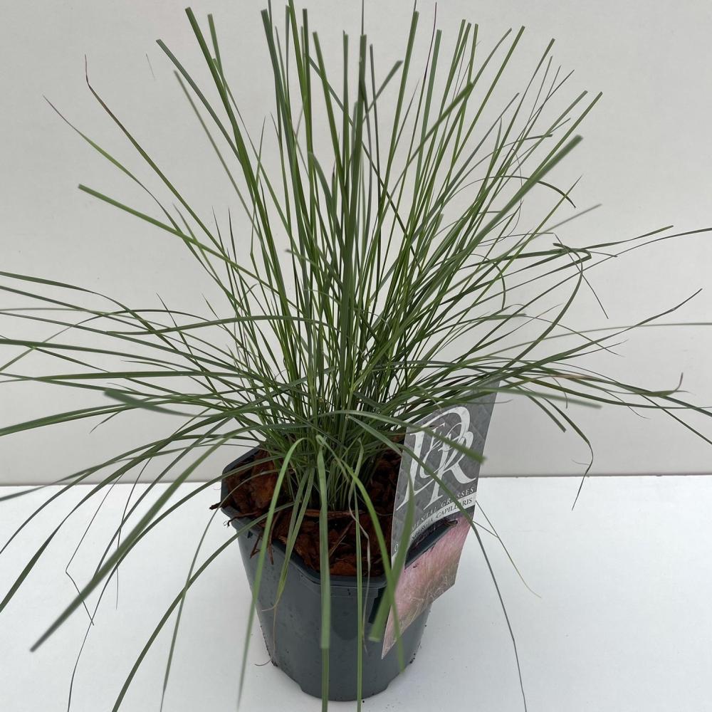 stipa