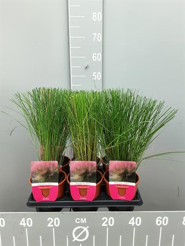 Muhlenbergia