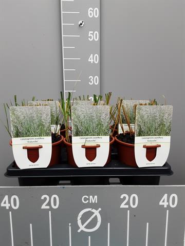 calamagrostis