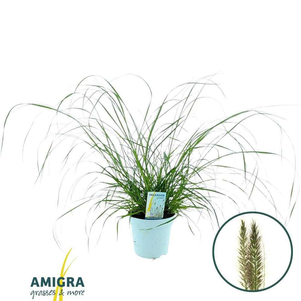 pennisetum