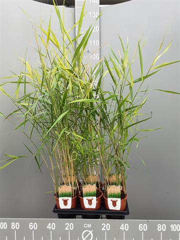 Phragmites