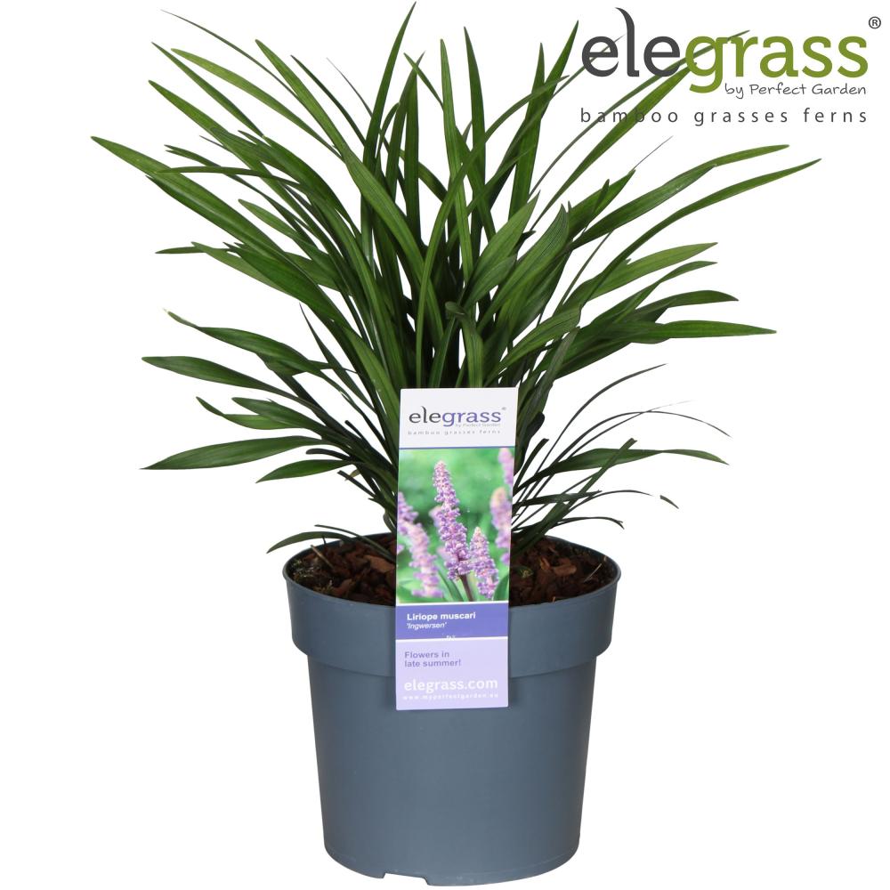 liriope