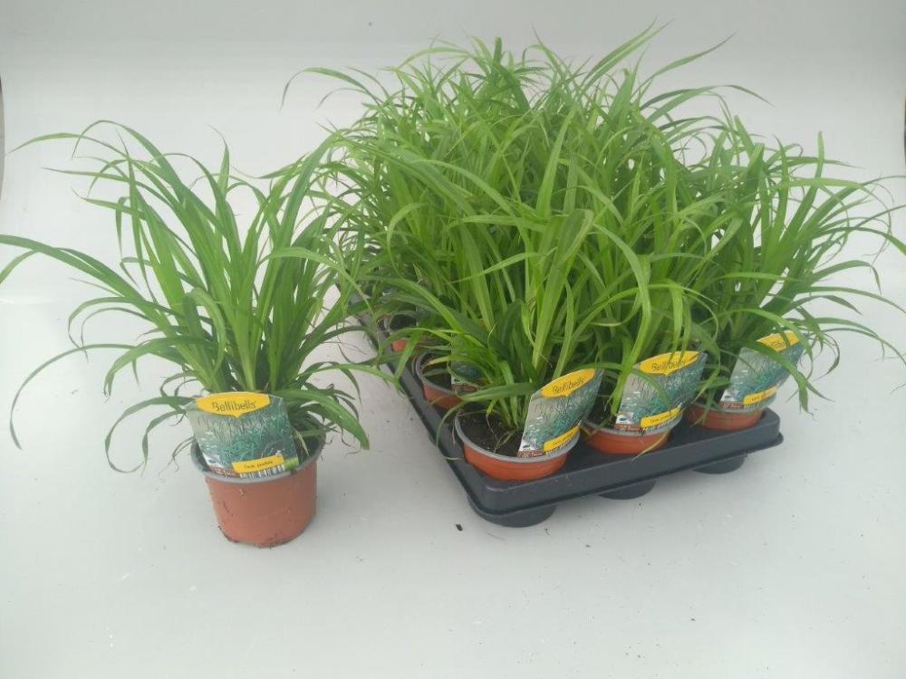 carex