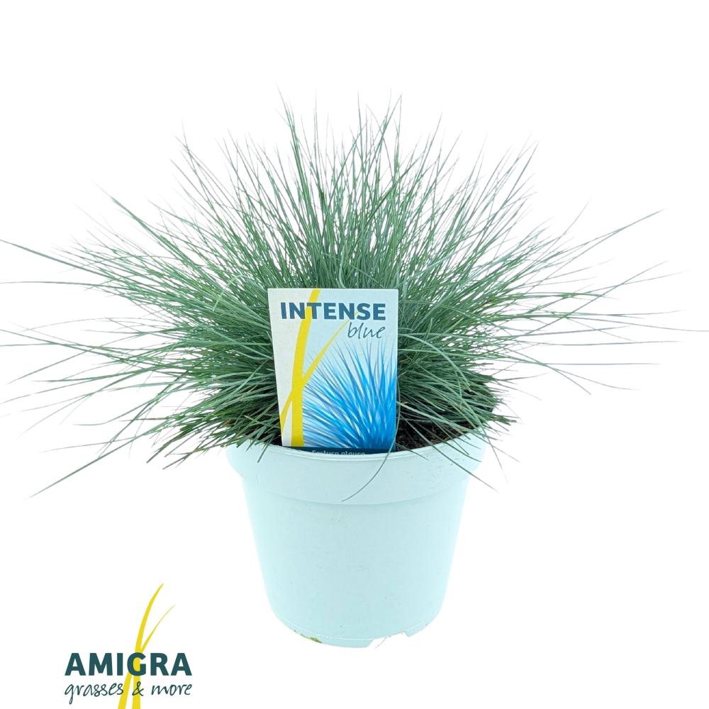festuca