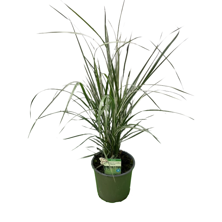 Calamagrostis x acutifolia overdam