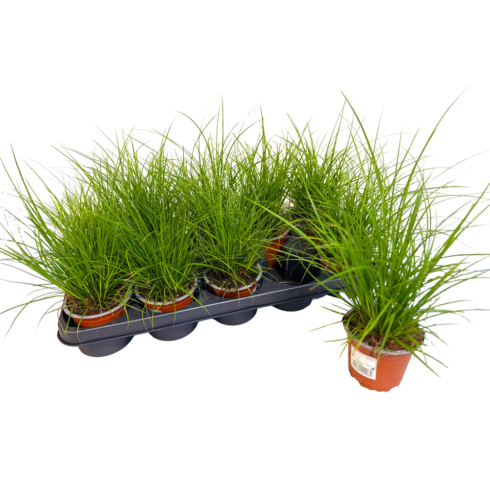 Carex