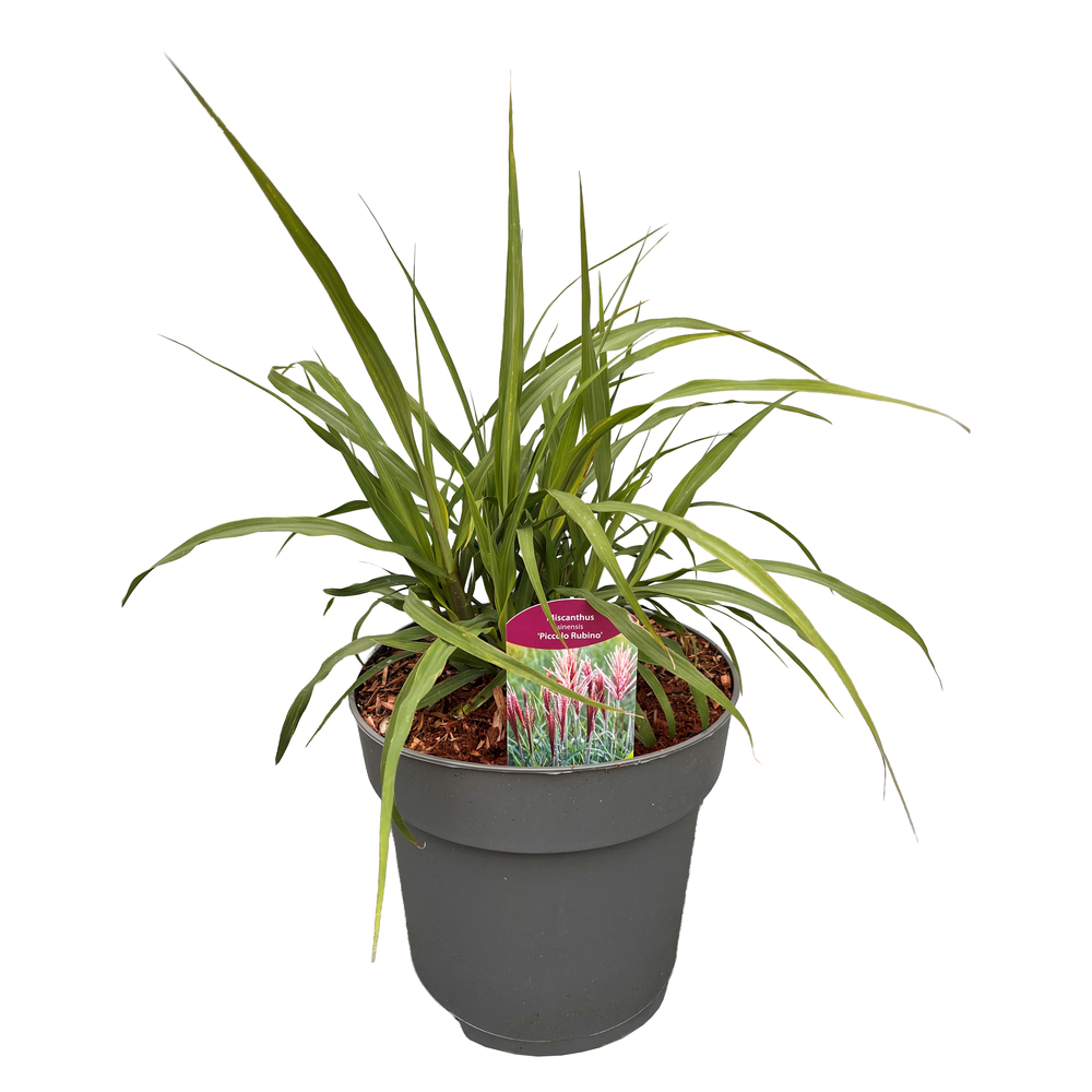 Miscanthus sinensis piccolo rubino