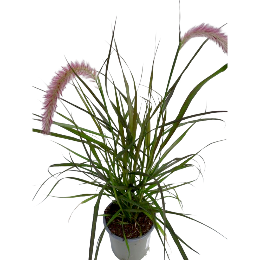 pennisetum advena tiny tails