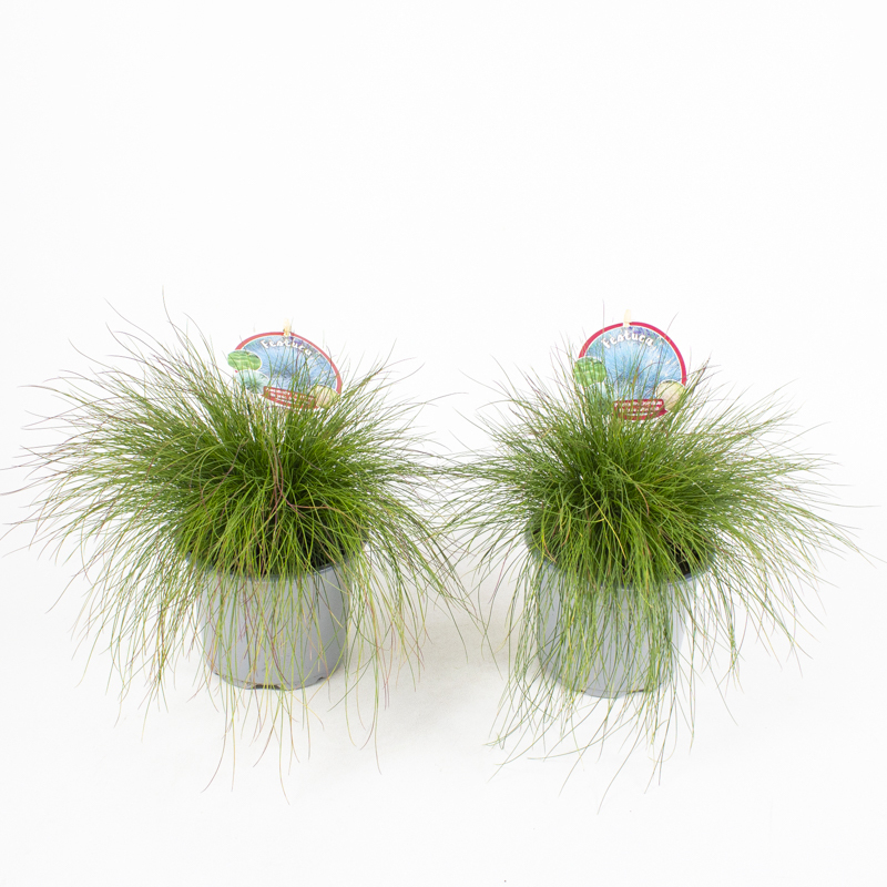 festuca gautieri