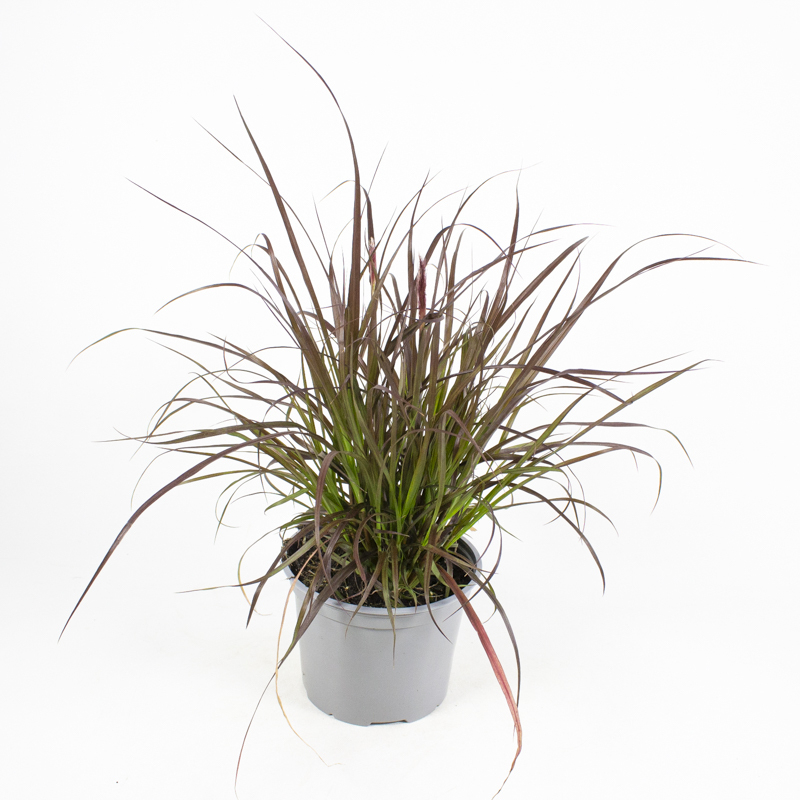 pennisetum advena tiny tails