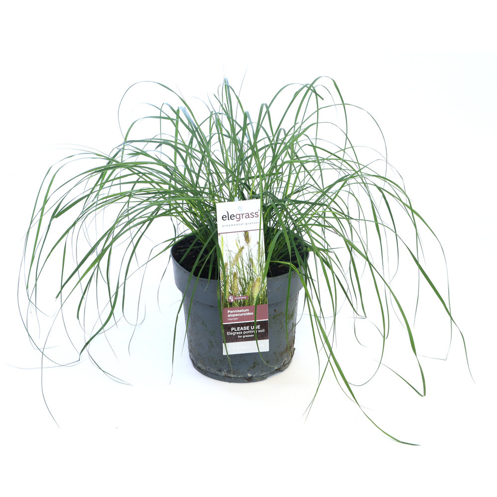 Pennisetum alopecuroides hameln