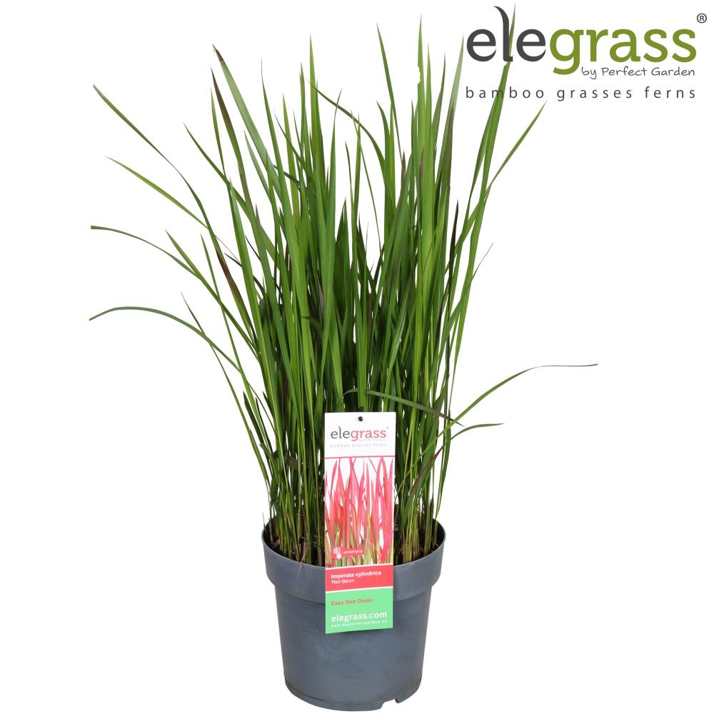 Imperata