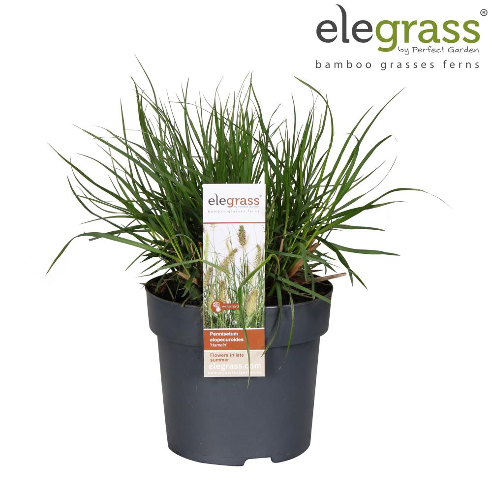 Pennisetum